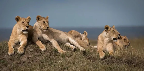 老卫和淑蓉:用户评价揭示了他们之间深厚的情感与生活中的点滴温馨瞬间 老卫和淑蓉:用户评价揭示了他们之间深厚的情感与生活中的点滴温馨瞬间