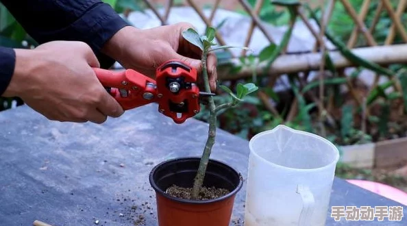 日本72种扦插方式：深入了解这一传统园艺技术的多样性与应用，掌握不同植物繁殖的方法与技巧