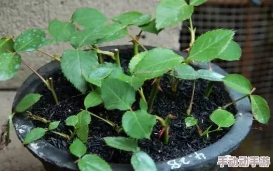 日本72种扦插方式：深入了解这一传统园艺技术的多样性与应用，掌握不同植物繁殖的方法与技巧