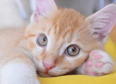 猫咪最新网名3336pt3:可爱猫咪们的新昵称大盘点,带你了解流行趋势与创意灵感 猫咪最新网名3336pt3:可爱猫咪们的新昵称大盘点,带你了解流行趋势与创意灵感