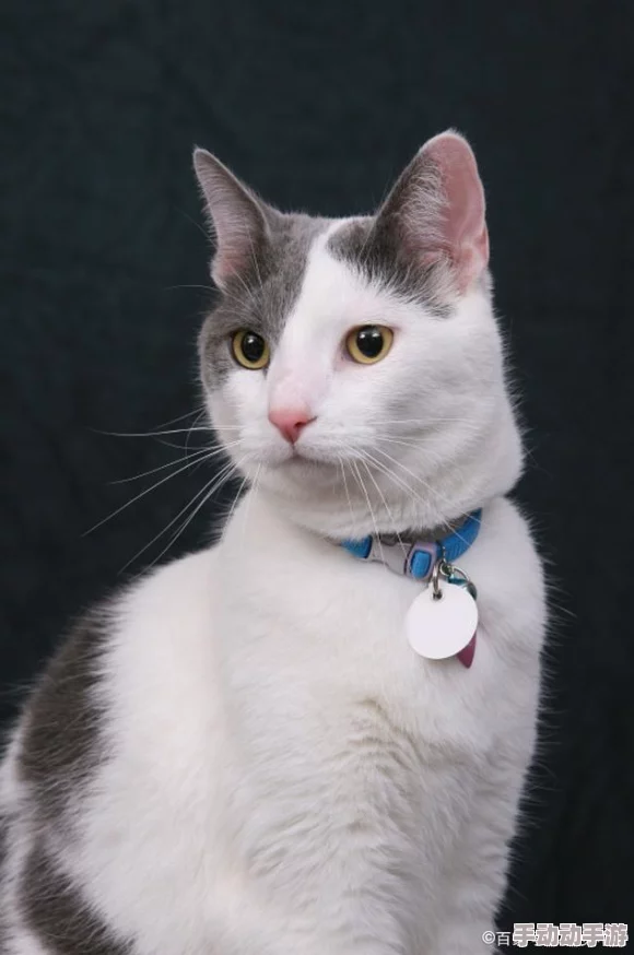 猫咪最新网名3336pt3:可爱猫咪们的新昵称大盘点,带你了解流行趋势与创意灵感 猫咪最新网名3336pt3:可爱猫咪们的新昵称大盘点,带你了解流行趋势与创意灵感