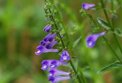 草莓丝瓜深夜释放自己的歌词含义和作用:解析歌曲中情感表达与自我解放的主题及其对听众的影响 草莓丝瓜深夜释放自己的歌词含义和作用:解析歌曲中情感表达与自我解放的主题及其对听众的影响