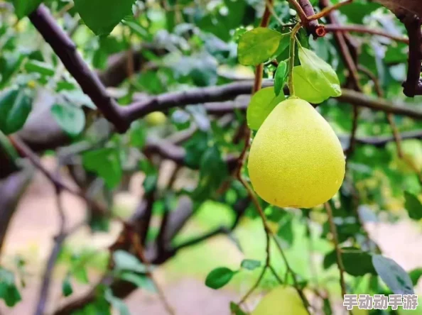 麻豆精产国品一二三产区吗？对台湾麻豆地区农业发展与产业链的综合分析与研究