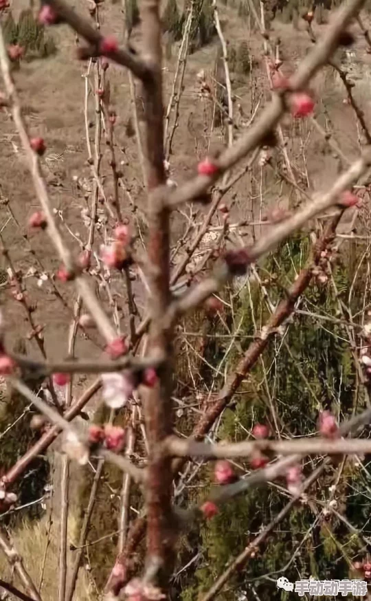 蜜桃影像传媒在数字时代的崛起：分析其对影视行业发展的影响与未来趋势研究
