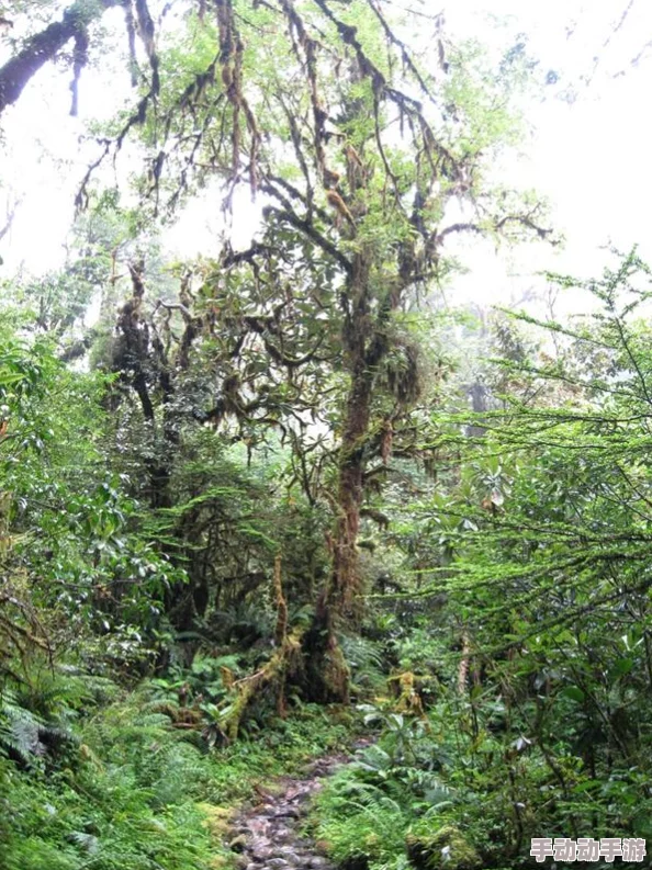 丛林法则：绝境逃亡策略全解，精选武器助你逆转生死局