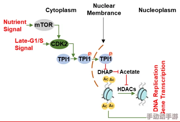 庄巧涵在新项目中取得显著进展，团队合作推动创新成果不断涌现，未来发展前景广阔