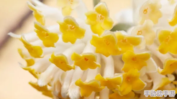 毛茸茸老人BBWWββwN：探讨其在现代社会中的文化象征与心理影响的研究分析