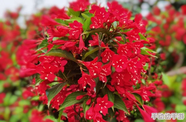 毛茸茸老人BBWWββwN：探讨其在现代社会中的文化象征与心理影响的研究分析