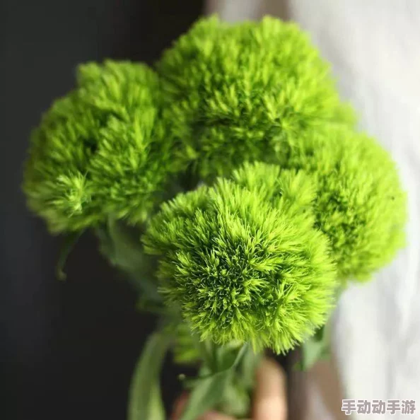 毛茸茸老人BBWWββwN：探讨其在现代社会中的文化象征与心理影响的研究分析