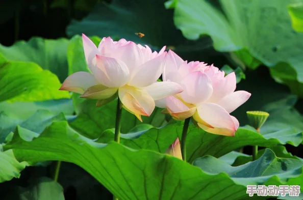 刚偷过人的莲花特征：分析这种植物在生长环境、形态特征及其生态适应性方面的独特表现与影响