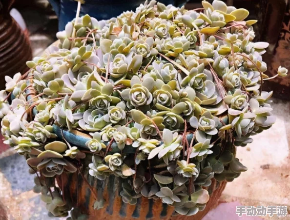 刚偷过人的莲花特征：分析这种植物在生长环境、形态特征及其生态适应性方面的独特表现与影响