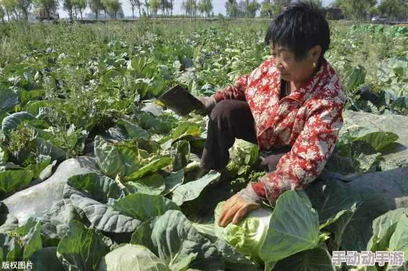 刚偷过人的莲花特征：分析这种植物在生长环境、形态特征及其生态适应性方面的独特表现与影响