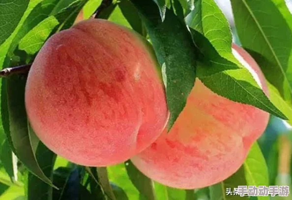 全面探索不思议迷宫：各副本珍稀食材、神器碎片详细掉落指南与收集策略