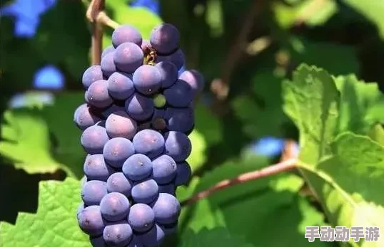 精品产区和欧美产区的区别：从葡萄种植、酿酒工艺到市场定位的全面分析与比较