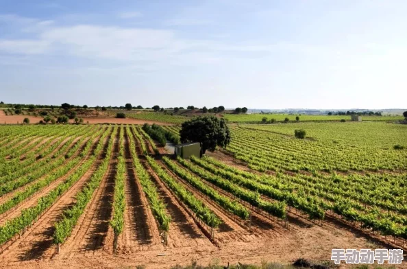 精品产区和欧美产区的区别：从葡萄种植、酿酒工艺到市场定位的全面分析与比较