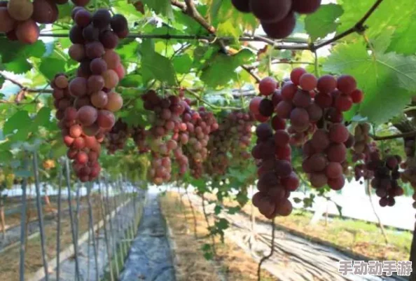 精品产区和欧美产区的区别：从葡萄种植、酿酒工艺到市场定位的全面分析与比较