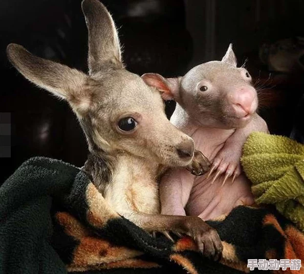 奇迹暖暖：疗愈心间爱痼疾，平民美学盛宴——高人气治愈系搭配精选