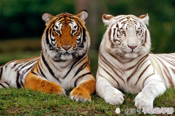 2023四虎海外网名：励志正能量，激发内心潜能，拥抱美好生活