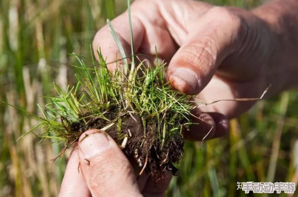 我就要草！惊现全新草种，剑指全球市场，草地革命引发环保热潮，专家称或可改善生态平衡！