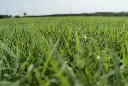 我就要草！惊现全新草种，剑指全球市场，草地革命引发环保热潮，专家称或可改善生态平衡！