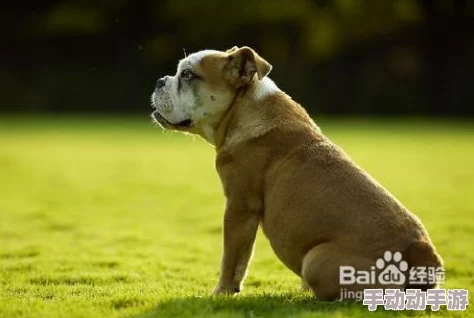 震惊!人狗胶配方大全狗狗图片竟然隐藏着不为人知的秘密,快来了解真相! 震惊!人狗胶配方大全狗狗图片竟然隐藏着不为人知的秘密,快来了解真相!