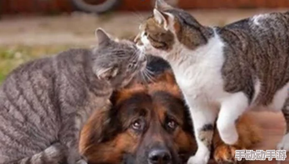 震惊!人狗胶配方大全狗狗图片竟然隐藏着不为人知的秘密,快来了解真相! 震惊!人狗胶配方大全狗狗图片竟然隐藏着不为人知的秘密,快来了解真相!