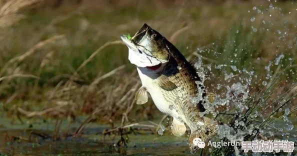 精准捕捉策略:揭秘鱼类生态习性,直击其生存弱点——高效捕鱼与智慧生存的启示录 精准捕捉策略:揭秘鱼类生态习性,直击其生存弱点——高效捕鱼与智慧生存的启示录