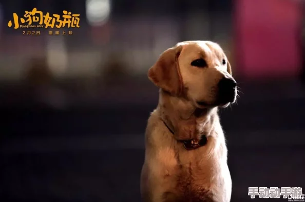 日本mindup狗狗意外发现竟能预测主人情绪，科学家震惊其潜在智能水平！