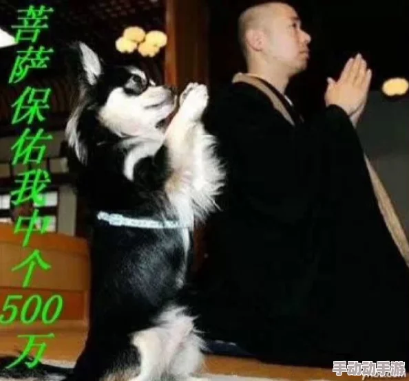 日本mindup狗狗意外发现竟能预测主人情绪，科学家震惊其潜在智能水平！