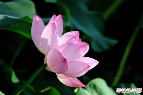 肉莲花图片：探讨其生长环境、养护技巧及在园艺中的应用价值与美学意义