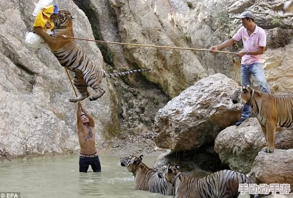 震撼！4虎海外永久引发风波，背后真相令人难以置信，影响深远，全球关注此事发展！
