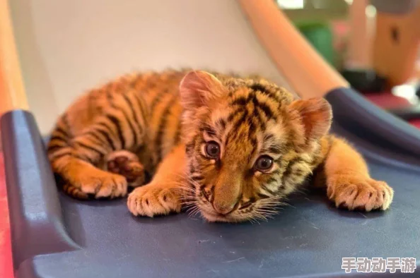 奇遇疯狂动物园：薄荷斑马轻舞，夏日炎炎中的一抹清新凉风盛宴