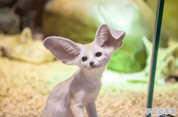 aaaaa级毛皮最建议买吗":aaa级别的毛皮到底值不值得购买?听说这背后有八卦消息! aaaaa级毛皮最建议买吗":aaa级别的毛皮到底值不值得购买?听说这背后有八卦消息!