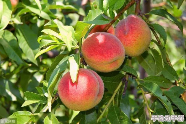 精品欧美一线二线三线蜜桃，指的是来自欧美地区的高品质蜜桃，涵盖了一线、二线和三线城市的不同品种与特色