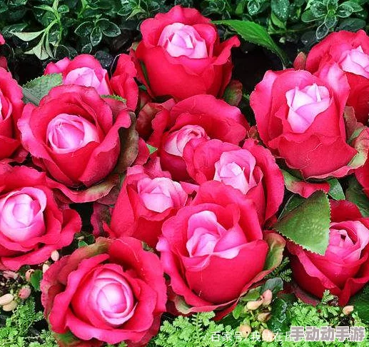撒尿BBwBBwBBw毛玫瑰：了解其生长习性、特征及在园艺中的应用与养护技巧