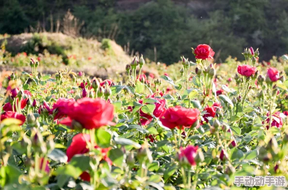 撒尿BBwBBwBBw毛玫瑰：了解其生长习性、特征及在园艺中的应用与养护技巧