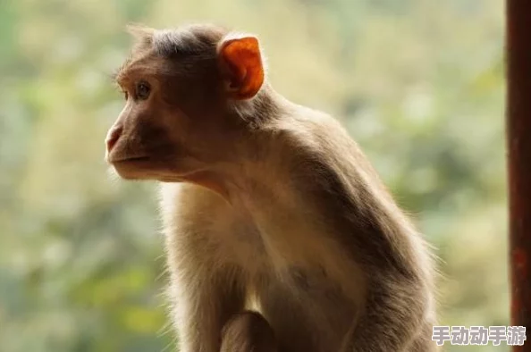 震惊世界！造猴子不盖被子的视频图片曝光，科学家们对此表示深切关注，引发全球热议！造猴子不盖被子的视频图片