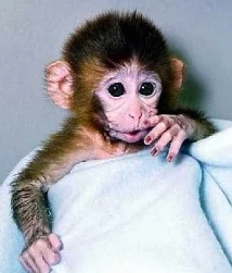 震惊世界！造猴子不盖被子的视频图片曝光，科学家们对此表示深切关注，引发全球热议！造猴子不盖被子的视频图片