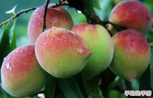 精品人伦一品二品三品蜜桃:了解蜜桃的起源、品种及其在食品产业中的重要性和市场潜力 精品人伦一品二品三品蜜桃:了解蜜桃的起源、品种及其在食品产业中的重要性和市场潜力