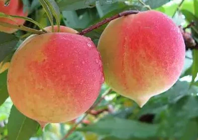 精品人伦一品二品三品蜜桃:了解蜜桃的起源、品种及其在食品产业中的重要性和市场潜力 精品人伦一品二品三品蜜桃:了解蜜桃的起源、品种及其在食品产业中的重要性和市场潜力