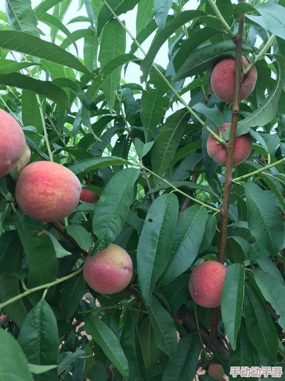 水蜜桃18：了解水蜜桃的种类、营养价值及其在水果市场的受欢迎程度与种植技巧