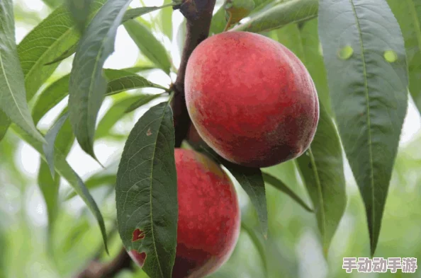 水蜜桃18：了解水蜜桃的种类、营养价值及其在水果市场的受欢迎程度与种植技巧