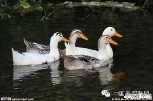 鹅鸭杀游戏中鹈鹕吞噬加拿大鹅是否会触发报警机制探讨 鹅鸭杀游戏中鹈鹕吞噬加拿大鹅是否会触发报警机制探讨