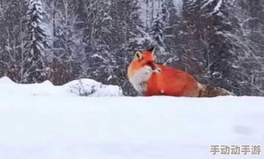 震惊！狐狸下面好紧h，竟然引发了网友们的热议与讨论，背后隐藏着怎样不为人知的故事？