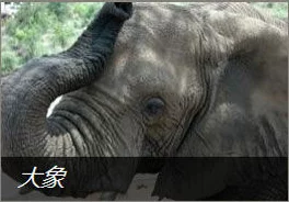 Zoom与动物Zoom合作项目：推动在线教育与保护濒危动物的创新方案与影响分析