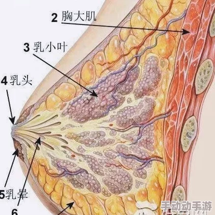 大胸乳交舒服吗？惊爆！专家揭示背后不为人知的秘密与真相，让你大开眼界！