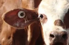 人牛交videos欧美hd:最新研究揭示人类与动物之间的奇特互动现象,引发广泛关注与讨论 人牛交videos欧美hd:最新研究揭示人类与动物之间的奇特互动现象,引发广泛关注与讨论