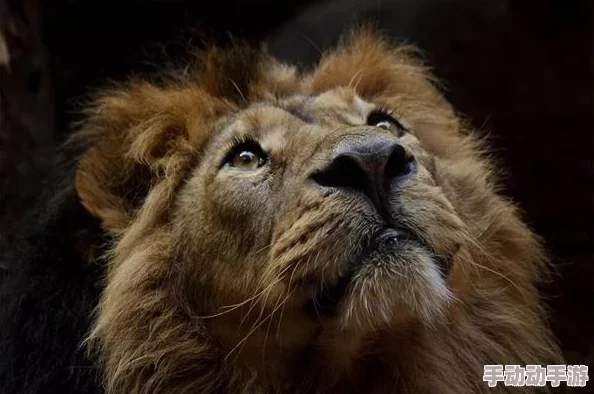 人牛交videos欧美hd:最新研究揭示人类与动物之间的奇特互动现象,引发广泛关注与讨论 人牛交videos欧美hd:最新研究揭示人类与动物之间的奇特互动现象,引发广泛关注与讨论