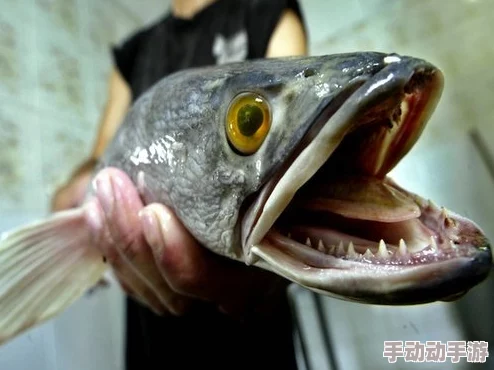 下水道炖肉任务怎么做：详细解析如何完成游戏中的这一独特挑战，获取丰厚奖励与成就