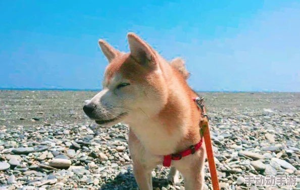 《暴躁大妈荒野逃生K9》：惊现神秘力量，她与K9犬展开生死对决，荒野求生的传奇故事震撼全网！